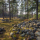 Gravfältet Trullhalsar på Gotland